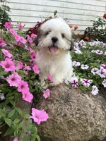 Amber, a female Shih Tzu for sale in Chariton, IA – 3 of 6