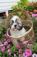 Sam, a male Shih Tzu for sale in Chariton, IA – 2 of 8