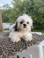 Amber, a female Shih Tzu for sale in Chariton, IA – 2 of 10