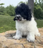 Peter, a male Poodle - Toy  for sale in Chariton, IA – 4 of 10