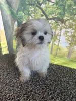 Shih Tzu Male, a male Shih Tzu for sale in Chariton, IA – 9 of 10
