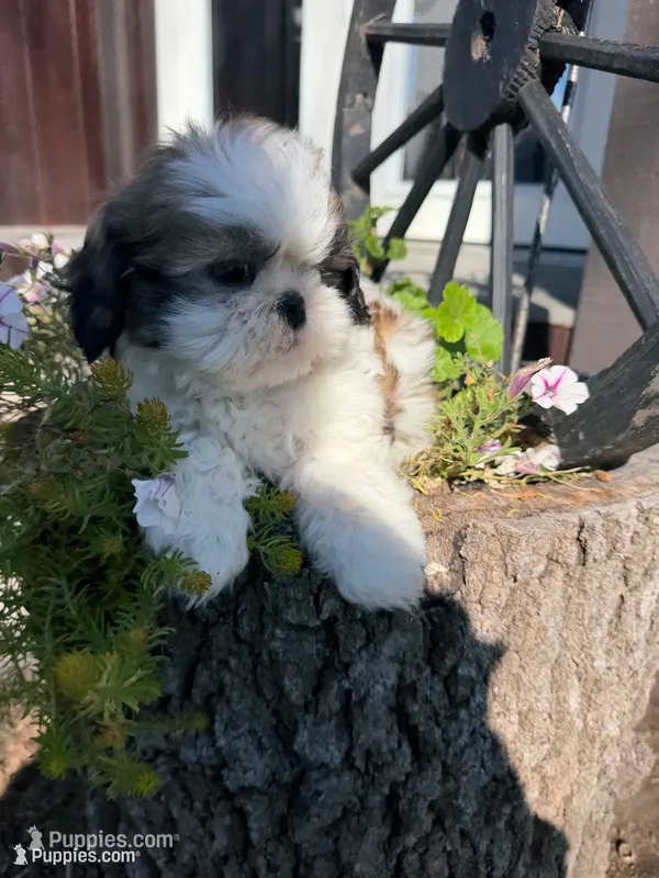 Austin – Shih Tzu puppy for sale in Chariton, IA