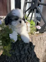 Austin, a male Shih Tzu for sale in Chariton, IA – 2 of 7