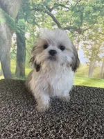 Shih Tzu Male, a male Shih Tzu for sale in Chariton, IA – 8 of 10
