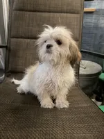 Peanut, a male Shih Tzu for sale in Chariton, IA – 2 of 10