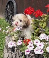 Peanut, a male Shih Tzu for sale in Chariton, IA – 6 of 9