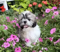 Dave, a male Shih Tzu for sale in Chariton, IA – 4 of 8