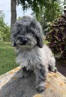 Lora, a female Poodle - Toy  for sale in Chariton, IA – 10 of 10