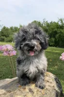 Lora, a female Poodle - Toy  for sale in Chariton, IA – 7 of 10