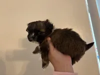 brownie, a female Shih Tzu for sale in Riverside, CA – Photo 2 of 2