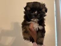 brownie, a female Shih Tzu for sale in Riverside, CA – Photo 1 of 2