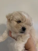 cupcake , a male Shih Tzu for sale in Riverside, CA – Photo 2 of 2