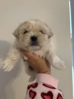 cupcake , a male Shih Tzu for sale in Riverside, CA – Photo 1 of 2