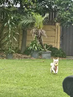 Mimi, a female Chihuahua for sale in South Gate, CA – 2 of 2