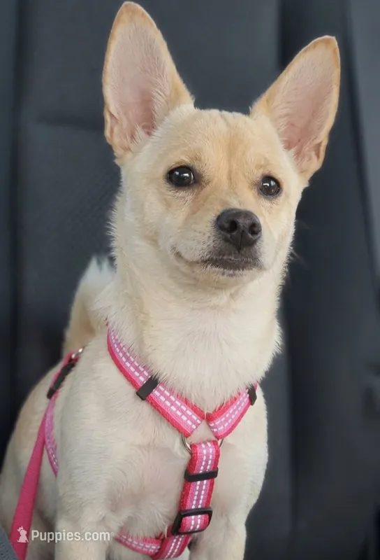 Mimi – Chihuahua puppy for sale in South Gate, CA