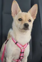 Mimi, a female Chihuahua for sale in South Gate, CA – 1 of 2