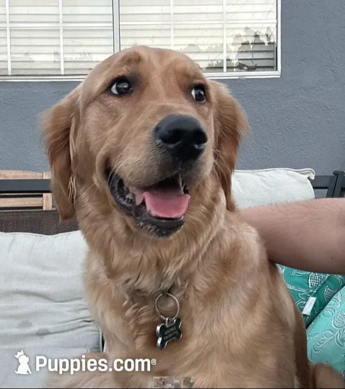 Golden Retriever Puppies, a  Golden Retriever for sale in Sylmar, CA – 2 of 3