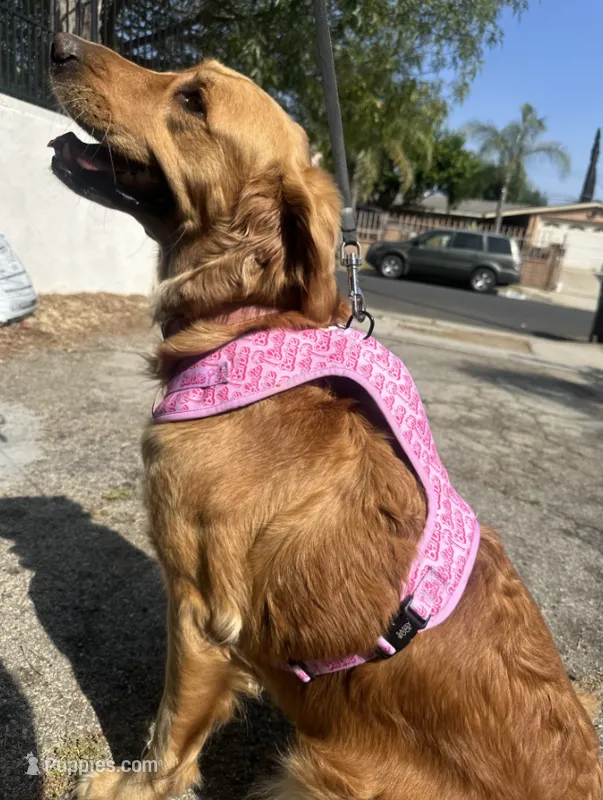 Golden Retriever Puppies – Golden Retriever puppy for sale in Sylmar, CA
