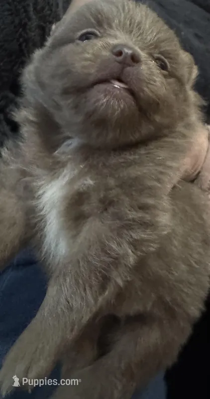 Puppy 2 – Pomeranian puppy for sale in Manning, SC