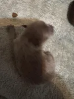 Puppy 2, a male Pomeranian for sale in Manning, SC – Photo 1 of 3