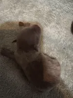 Puppy 2, a male Pomeranian for sale in Manning, SC – Photo 2 of 3