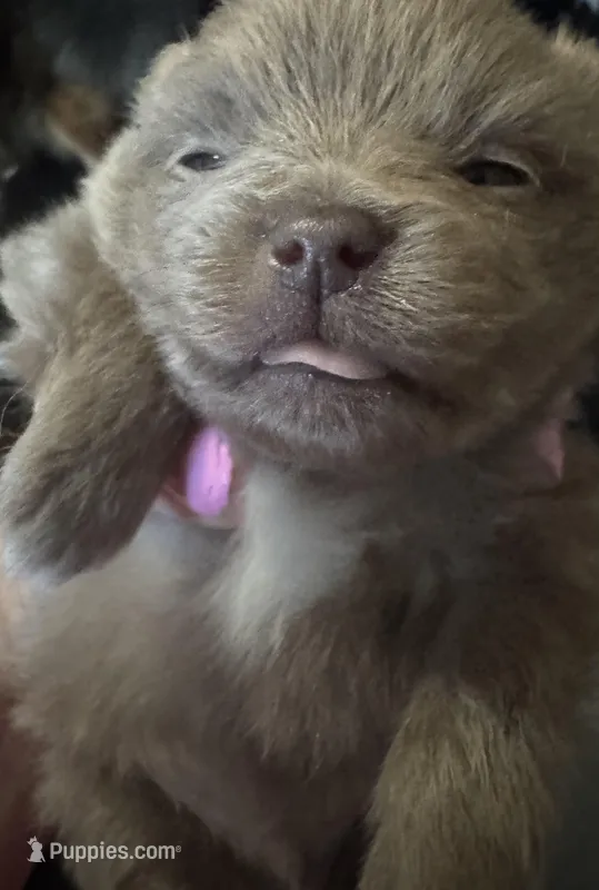 Puppy 2 – Pomeranian puppy for sale in Manning, SC