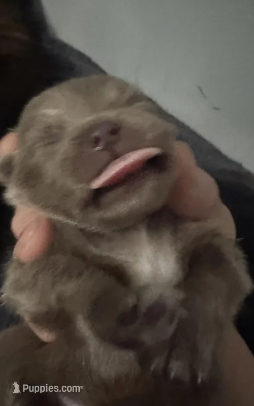 Puppy 2 – Pomeranian puppy for sale in Manning, SC