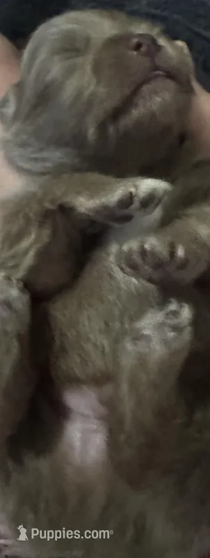 Puppy 2 – Pomeranian puppy for sale in Manning, SC