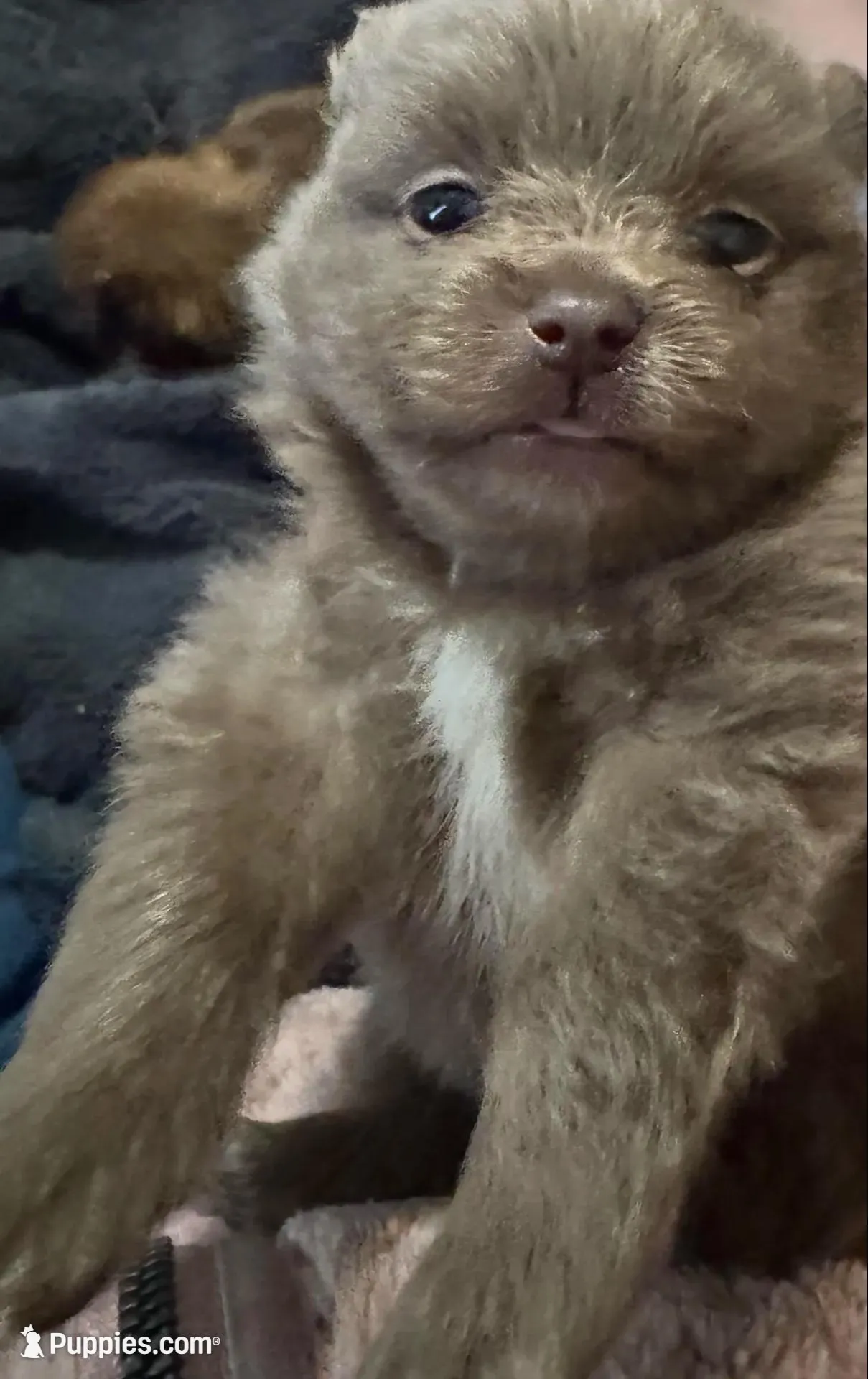 Puppy 2 – Pomeranian puppy for sale in Manning, SC