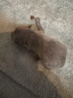 Puppy 2, a male Pomeranian for sale in Manning, SC – Photo 3 of 3