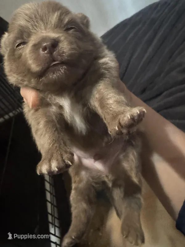 Puppy 2 – Pomeranian puppy for sale in Manning, SC