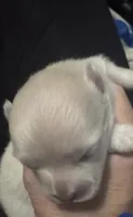 White baby , a female Pomeranian for sale in Manning, SC – 2 of 2