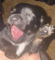 Black with tan and white mark under chest , a male Pomeranian for sale in Manning, SC – 3 of 4