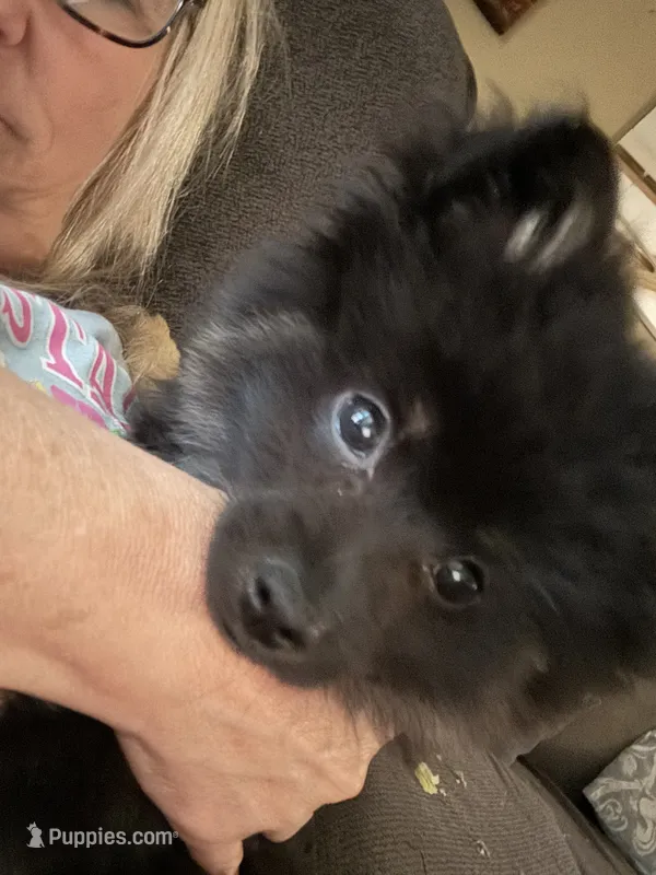 Bear – Pomeranian puppy for sale in Manning, SC