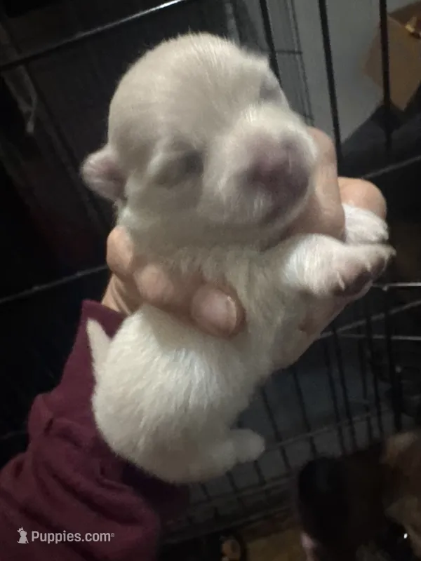 White baby  – Pomeranian puppy for sale in Manning, SC