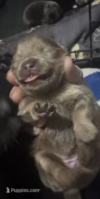 Tan /brown baby  – Pomeranian puppy for sale in Manning, SC
