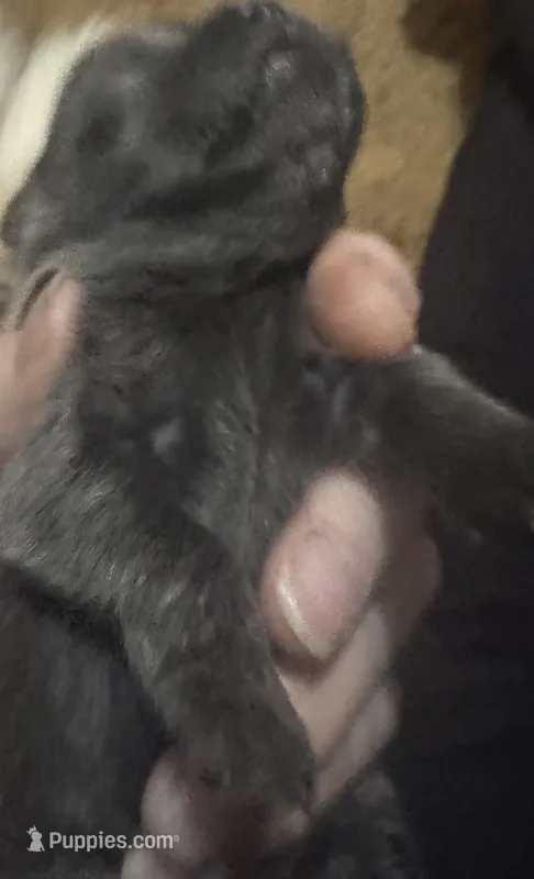 Blue/gray baby – Pomeranian puppy for sale in Manning, SC