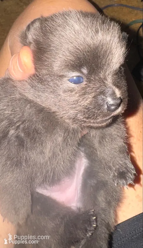 Blue/gray baby – Pomeranian puppy for sale in Manning, SC