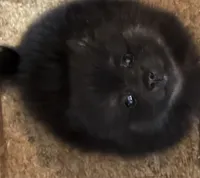 Puppy 1, a male Pomeranian for sale in Manning, SC – Photo 2 of 10