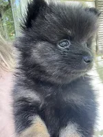 Puppy 1, a male Pomeranian for sale in Manning, SC – Photo 4 of 10