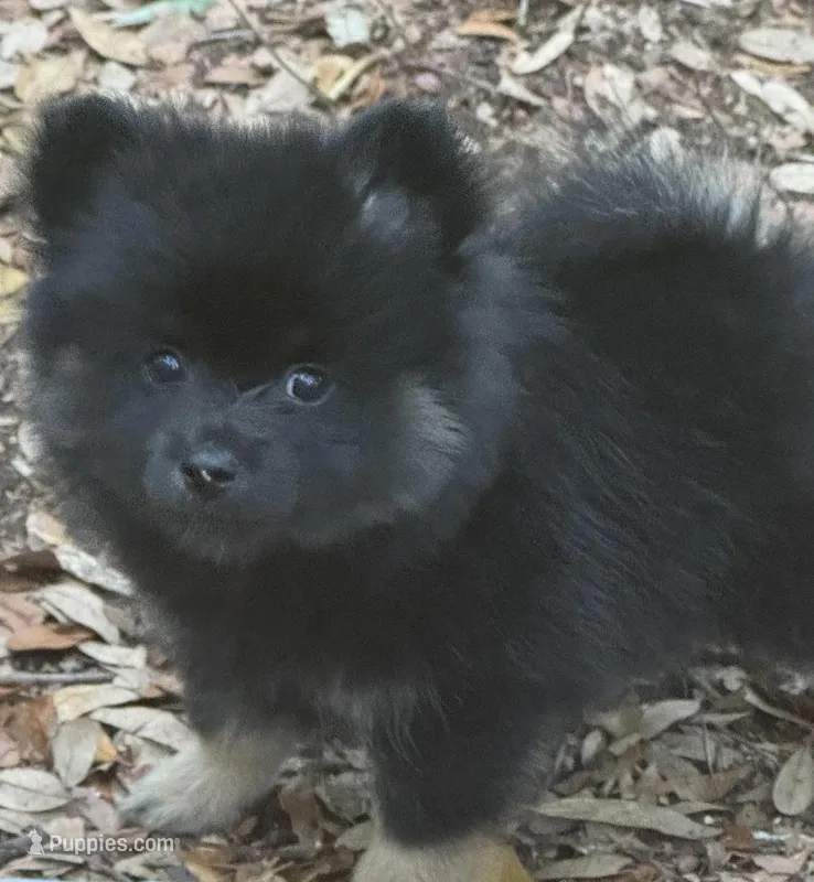 Bear – Pomeranian puppy for sale in Manning, SC