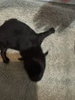 Puppy 1, a male Pomeranian for sale in Manning, SC – Photo 3 of 3