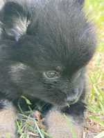 Puppy 1, a male Pomeranian for sale in Manning, SC – Photo 10 of 10