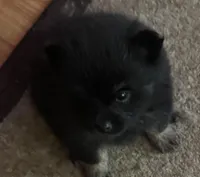 Puppy 1, a male Pomeranian for sale in Manning, SC – Photo 3 of 10