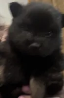 Puppy 1, a male Pomeranian for sale in Manning, SC – Photo 6 of 10