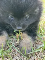 Puppy 1, a male Pomeranian for sale in Manning, SC – Photo 7 of 10
