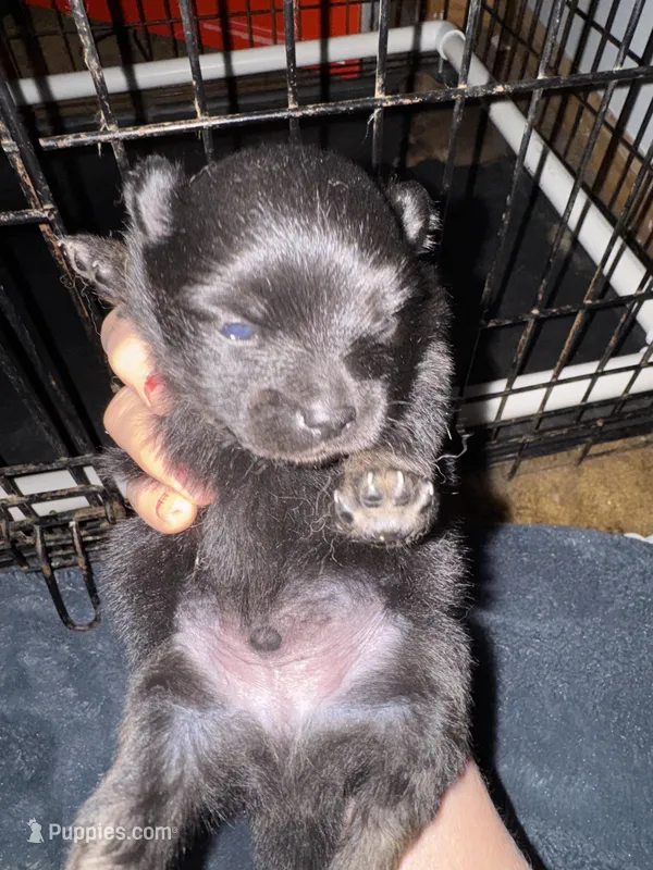Puppy 1 – Pomeranian puppy for sale in Manning, SC