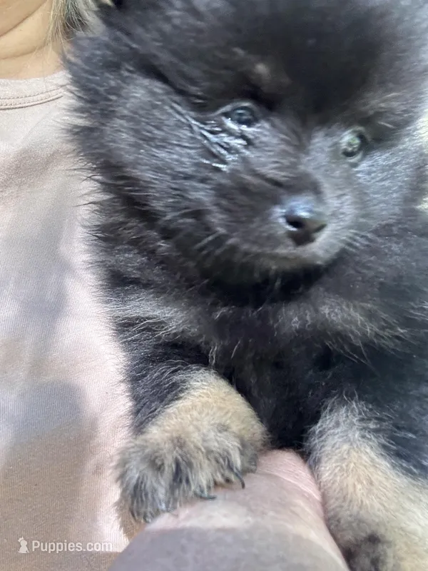 Puppy 1 – Pomeranian puppy for sale in Manning, SC