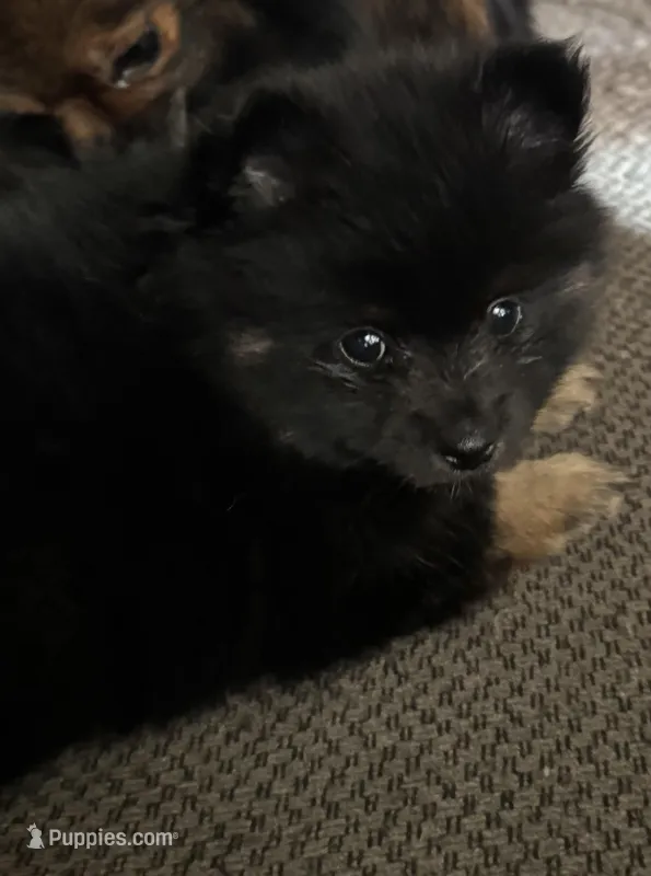 Puppy 1 – Pomeranian puppy for sale in Manning, SC