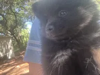 Bear, a male Pomeranian for sale in Manning, SC – Photo 2 of 8